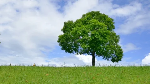 Tree with sky and clouds as background Stock Footage 91670915