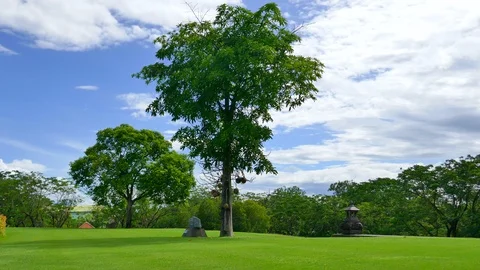 Tree with sky and clouds as background Stock Footage 91671307