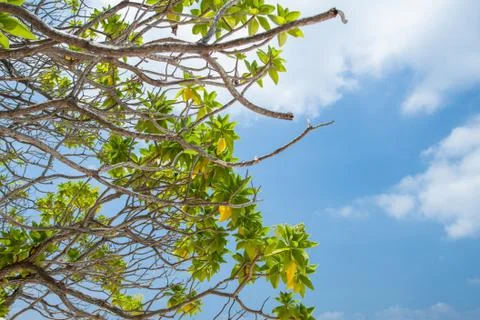 Tree with sky and clouds Stock Photos