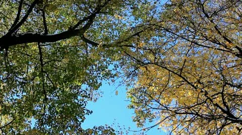 Tree, sky and fallen leaves Stock Footage 12410194
