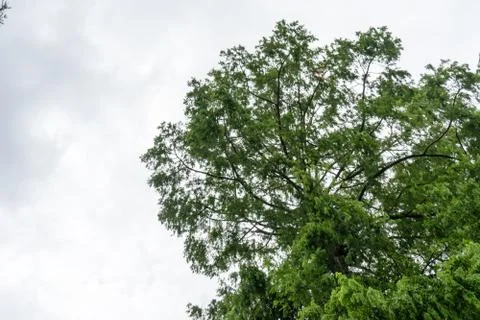 Tree with sky and grey clouds Stock Photos