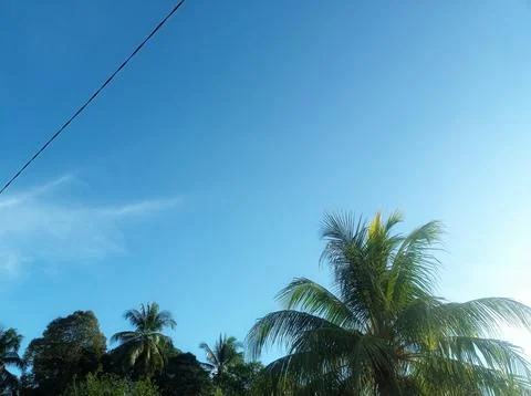 Tree sky background and blue sky Stock Photos