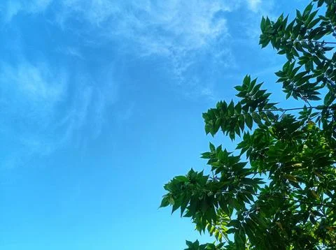 Tree sky background and blue sky Stock Photos