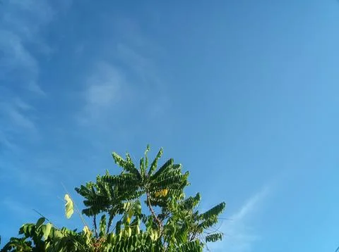 Tree sky background and blue sky Stock Photos