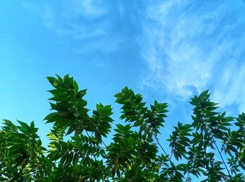 Tree sky background and blue sky Stock Photos
