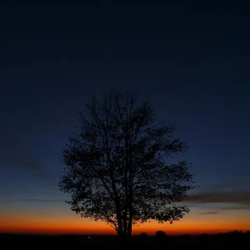 Tree on sky background during sunset. Stock-Fotos