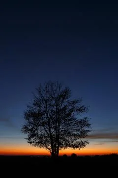 Tree on sky background during sunset. Stock Photos