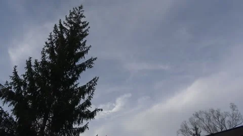 Tree with sky background Vídeos de archivo 143803990