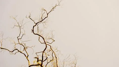 Tree with sky background Stock Photos