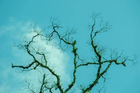 Tree with sky background. Templates for school assignments Stock Photos