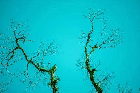 Tree with sky background. Templates for school assignments Stock Photos