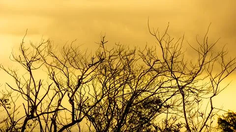 Tree with sky background. Templates for school assignments Stock Photos