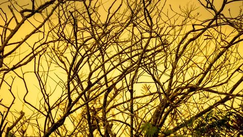 Tree with sky background. Templates for school assignments Stock Photos