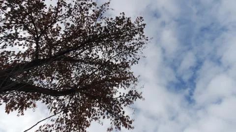 Tree sky blue cloud Stock Photos