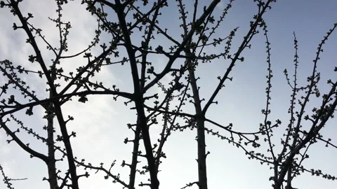 Tree sky blue helicopter Video stock 172240738