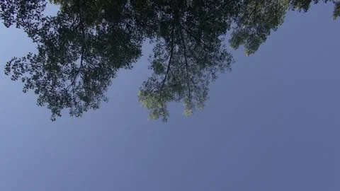 Tree sky blue leaves low angle afternoon sunset relaxing peaceful tranquility Stock Footage 327920272