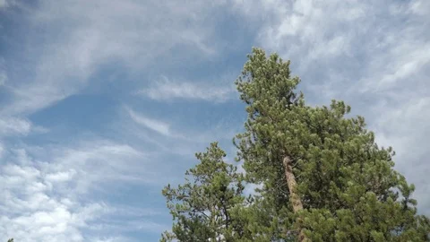 Tree Sky Clouds Time lapse 스톡 동영상 95821073
