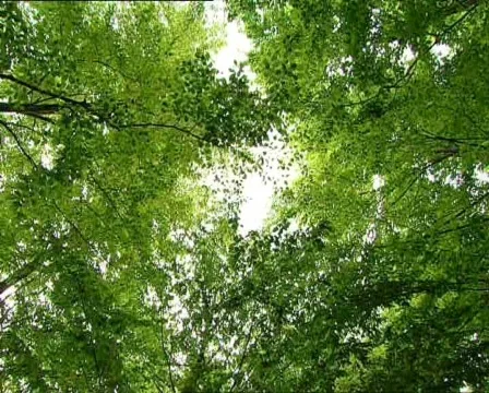 Tree sky Stock Footage 337638