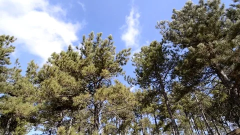 Tree Sky 스톡 동영상 83585233