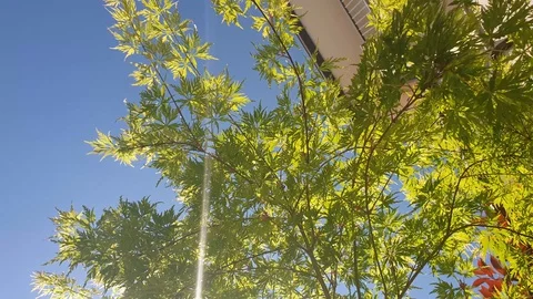 Tree in the sky Stock Footage 128701763