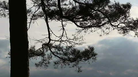 Tree sky HD Stock Footage 35207566