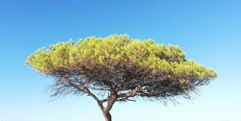 Tree in the sky, Italian stone pine (Pinus pinea) Stock Photos