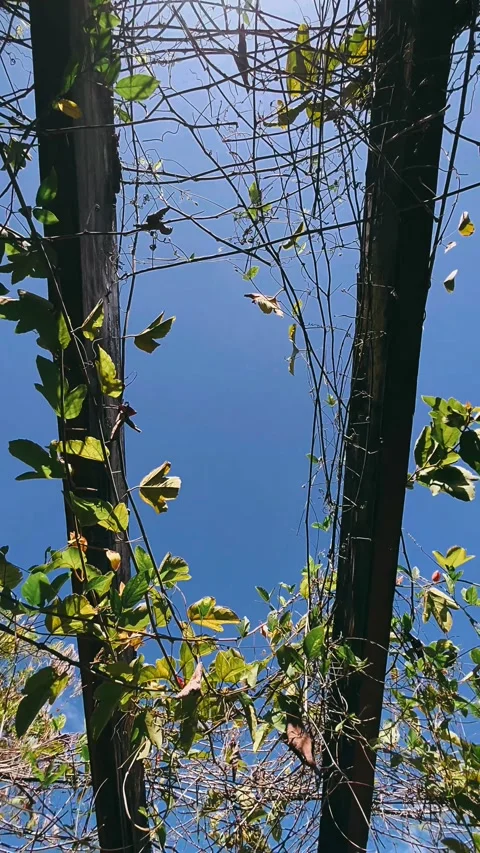 Tree, sky, nature, plant, spring, leaf, leaves, blue, flower, branch, Stock Footage 238399445