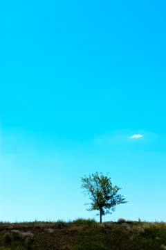 Tree on a sky Foto stock