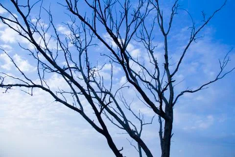 Tree with sky Stock Photos