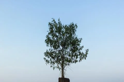 Tree with sky Stock Photos