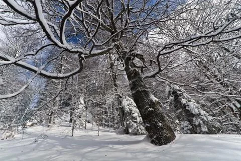 A tree in the sky Stock Photos