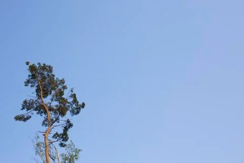 Tree with sky Stock Photos