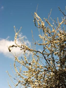 Tree in Sky Stock Photos