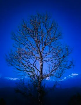 TREE ON THE SKY 스톡 사진