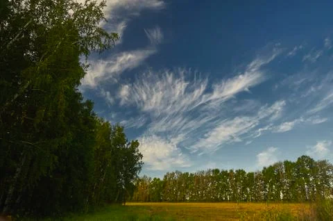 A tree in the sky Stock Photos