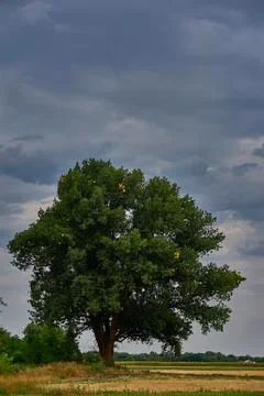 A tree in the sky Stock Photos