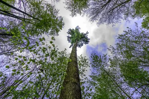 Tree in sky Stock Photos