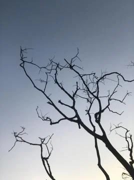 The tree with sky Foto stock