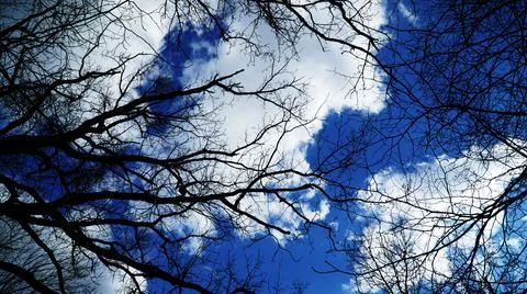 Tree in the sky Stock Photos