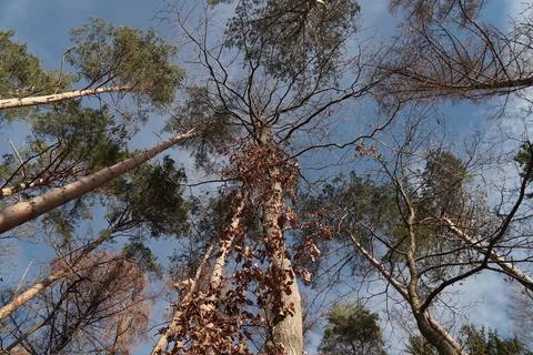 Tree sky Stock Photos