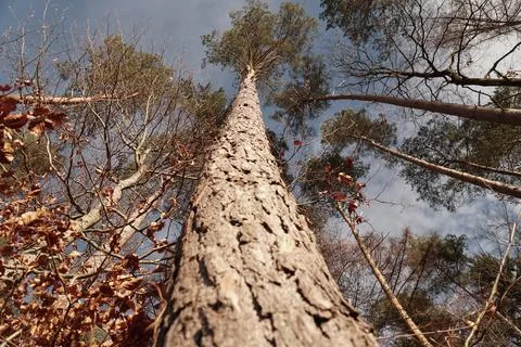 Tree sky Stock Photos