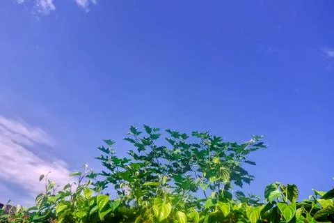 Tree sky Stock Photos