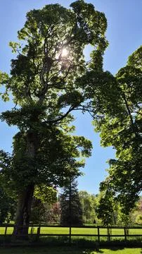 Tree in the sky Stock Photos