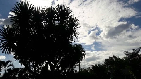 Tree sky time lapse Stock Footage 114894509