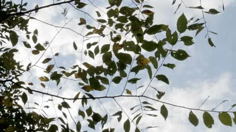Tree sky2.mp4 Stock Footage 8850608