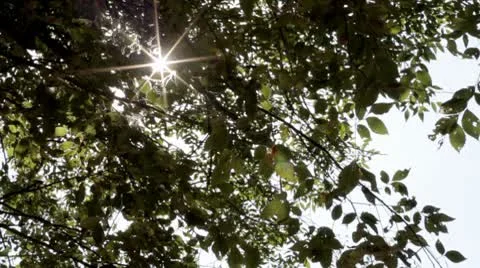 Tree sky3.mp4 스톡 동영상 8850630