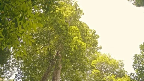 Tree skyline on a bright summer day in malaysia. Stock Footage 120004023