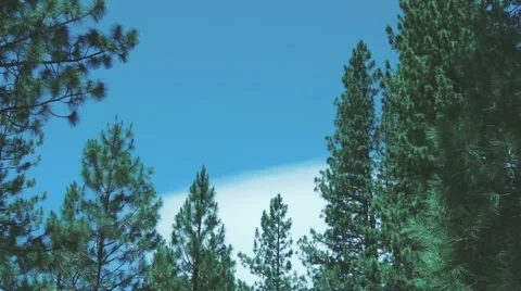 Tree Skyline Stock Footage 62843268