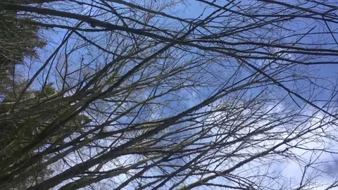 Tree Skyline Stock Footage 75211402