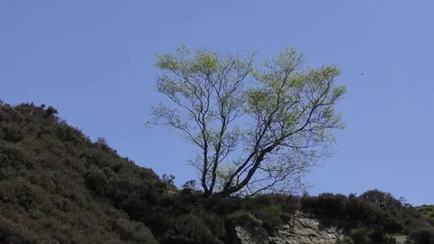 Tree skyline movement deep blue sky Stock Footage 75270873